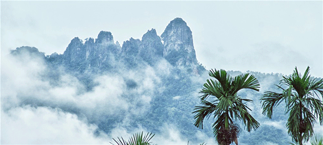 走進椰島上的熱帶雨林，到海南任性吸氧吧！